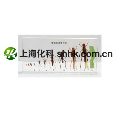 未命名_副本