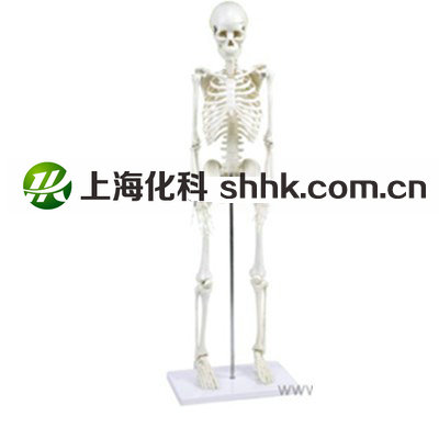 39051儿童骨骼模型（小学科学）