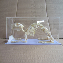 J43106兔骨骼标本，兔骨骼模型